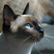 Siamese