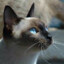Siamese