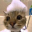 邪恶猫猫