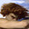 xen-