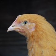 Meggers - steam id 76561197960427649