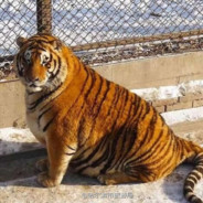 FAT TIGER