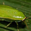 Panchlora