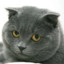 LITTLE BLUE CAT
