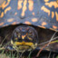 Boxturtle's avatar