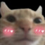 Hasjmo
