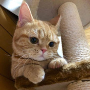 Queenieヽ(◠‿◠🎀)