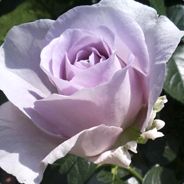 UTENA
