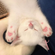 脆脆鼠条