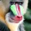 Mandrill