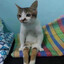 patcat