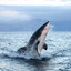 Megalodon