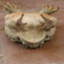 froggerspoggers