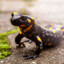 Cool Salamander