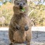 quokkk777