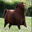 Weird Cow Disease