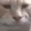 Medovy_kott