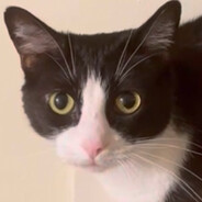 ultimatemeow