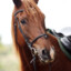 cavalo