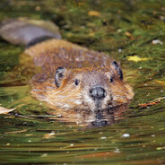 Justin Beaver