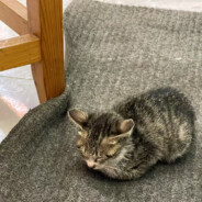 烦死了不想学了