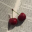 [FRUIT] CHERRY