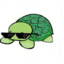 huy turtle