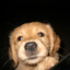 pet sounds