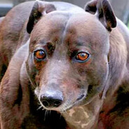 Poliuretanovaya blyad