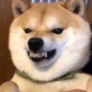 北半球最后的深情