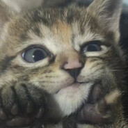 让我一把我是小学生