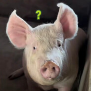 吃我个螺旋拐弯大臭屁