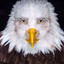 The Noble Eagle