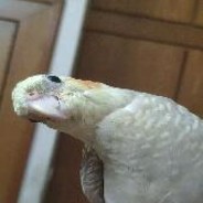 乐