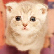 你跟Q说这些，他也不懂