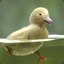 Ducky