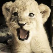 melkotrop - steam id 76561197960504866