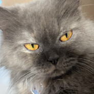 凉拌香菜猪耳朵