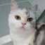 mpcat5959