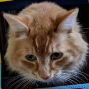 Cheesybean