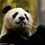 肥猫又肥又黑又白