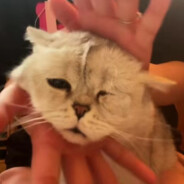 肤色黑的巧克力