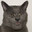 Meow_Meow.laser