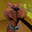 scooby