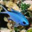 bluechromis