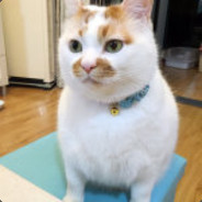 我只是一只小猫咪啊