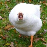 AngryDuck