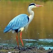 Herons