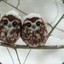 Owl^YouN33D
