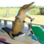 i am crocodile